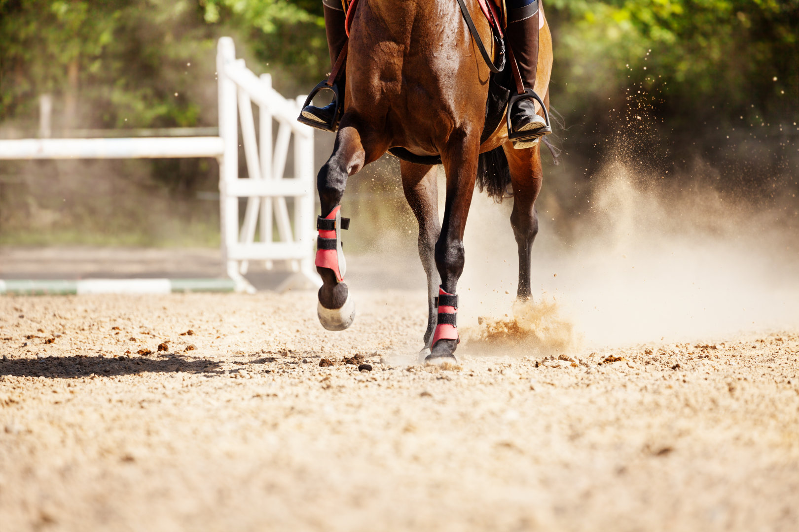 Photo d'un cheval de course alezan courant sur un hippodrome de sable lors de concours de saut d'obstacles